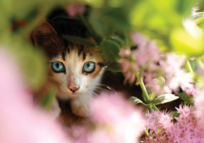 Barn Cat Behavior